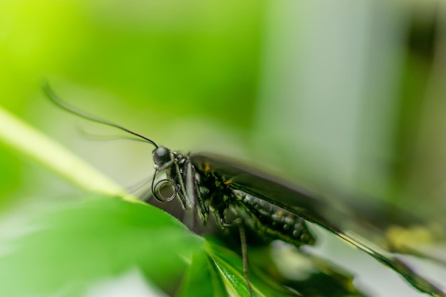 Farfalla su una pianta verde