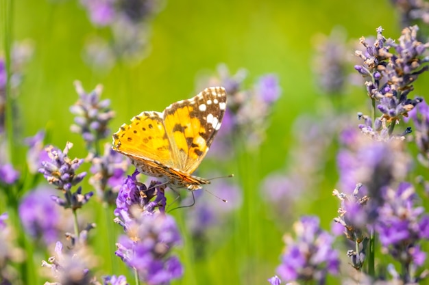 Farfalla sui fiori di lavanda viola, primo piano del campo di lavanda.