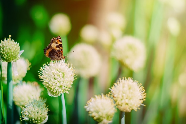 Farfalla sul campo di cipolla in fiore