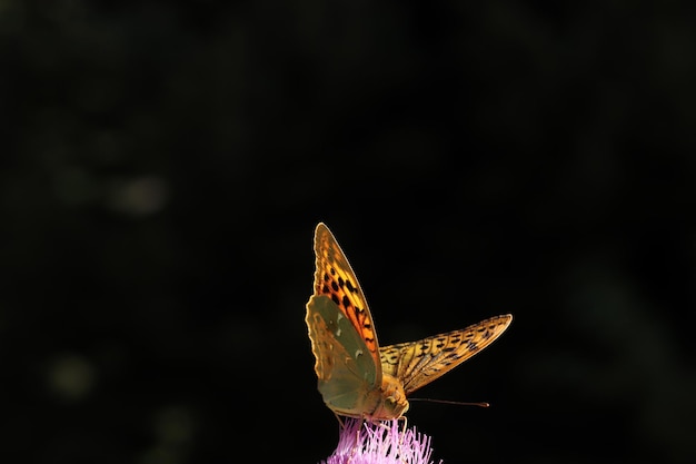 Farfalla sul cardo rosa Sfondo della natura