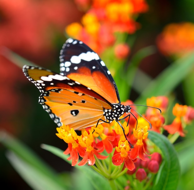 Farfalla sul fiore arancio nel giardino