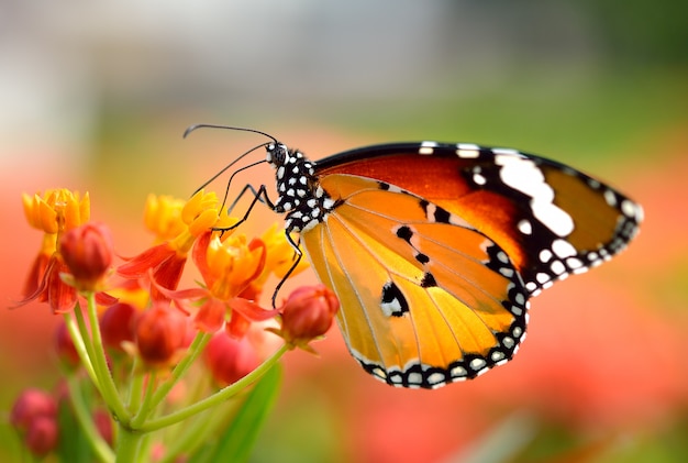 Farfalla sul fiore arancio nel giardino