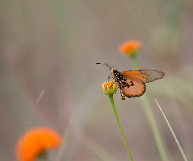Farfalla sul fiore d'arancia