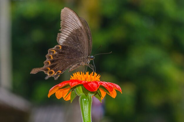 farfalla sul fiore d&#39;arancio