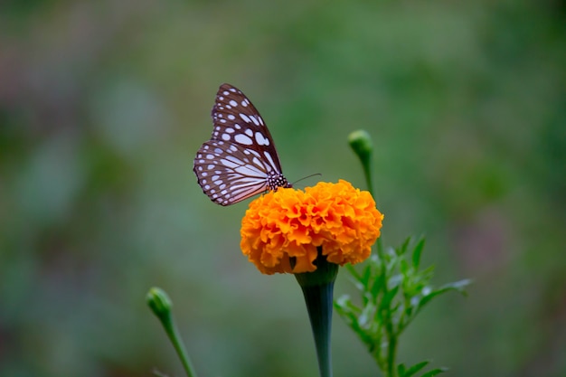 Farfalla sul fiore di calendula