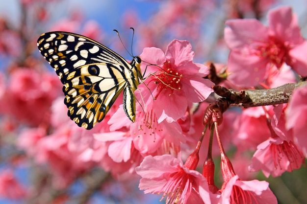 Farfalla sul fiore di ciliegio