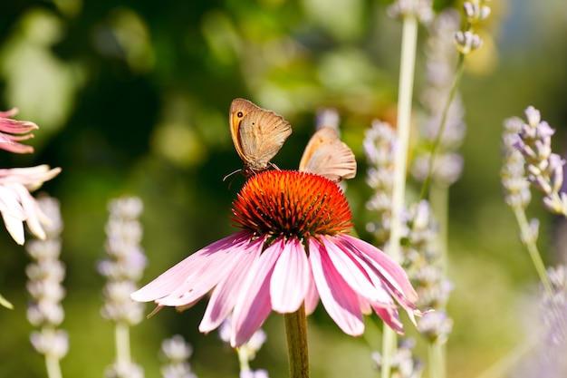 Farfalla sul fiore di echinacea