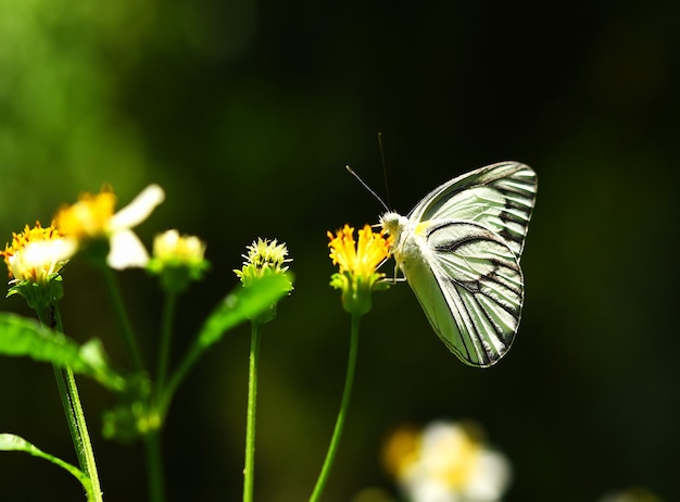 Farfalla sul fiore giallo in giardino