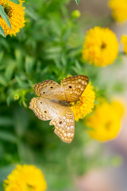 Farfalla sul fiore giallo