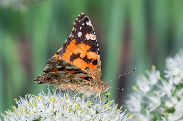 Farfalla sul fiore in fiore nella natura verde