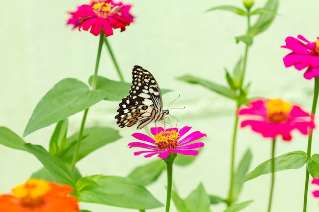 Farfalla sul fiore nel giardino