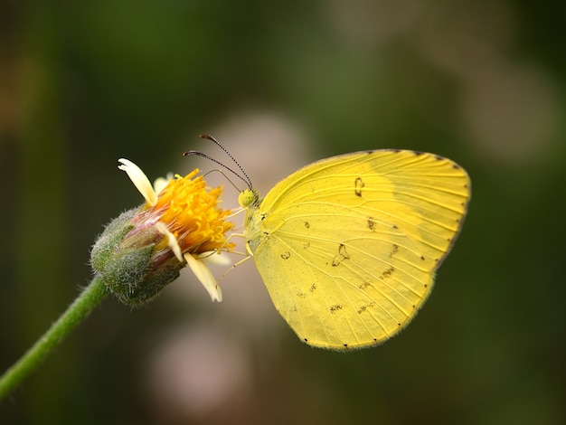 Farfalla sul fiore nel giardino