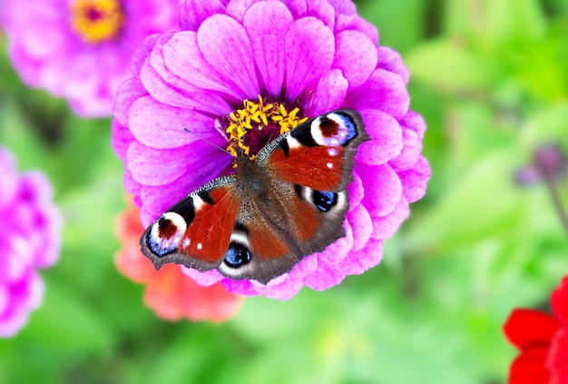 Farfalla sul fiore rosa con sfondo verde. Primo piano della farfalla in giardino.