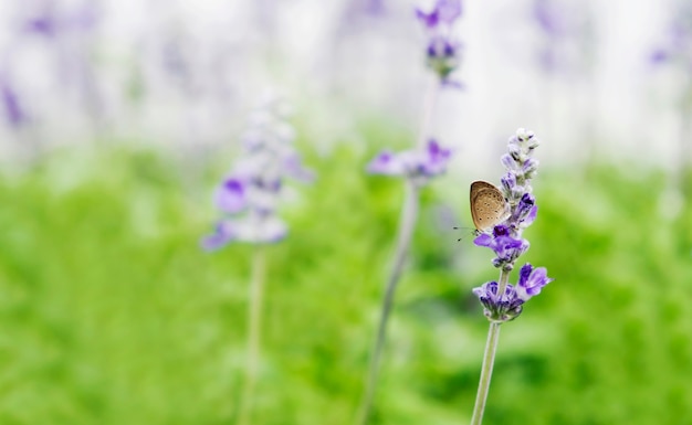 Farfalla sul fiore viola