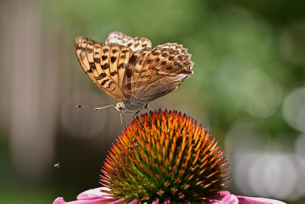 farfalla sul fiore