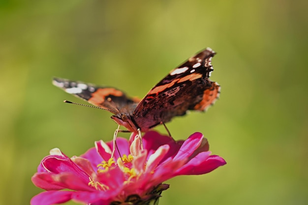 farfalla sul fiore