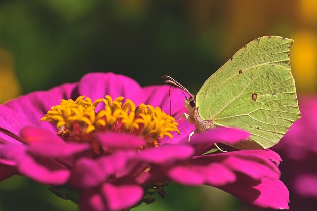 farfalla sul fiore