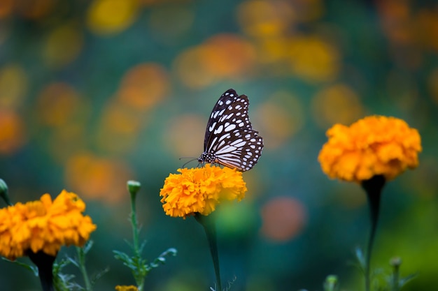 Farfalla sul fiore