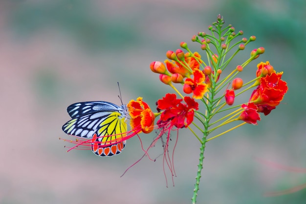 Farfalla sul fiore