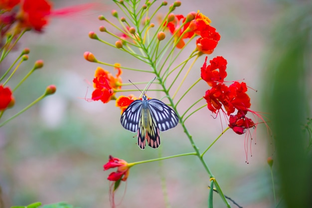 Farfalla sul fiore