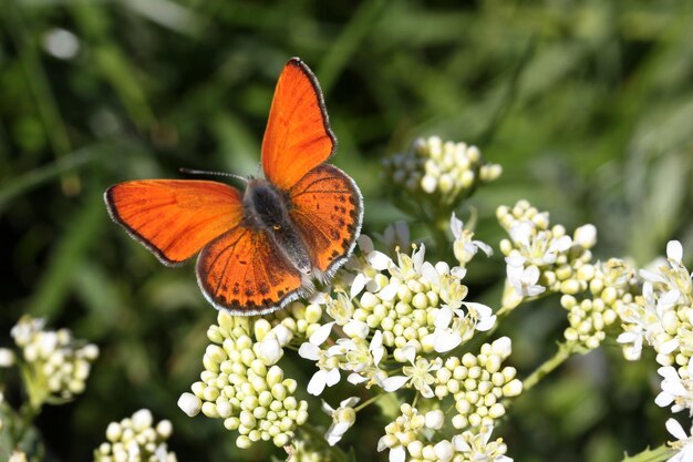 Farfalla sul primo piano del fiore