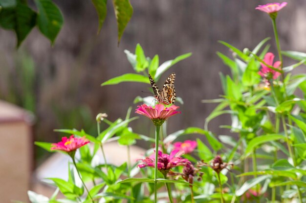 farfalla sull'erba verde in natura o in giardino