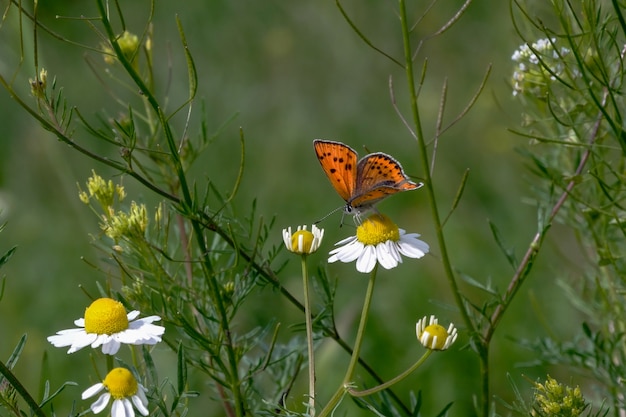 farfalla sulla camomilla