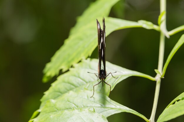 Farfalla sulla foglia verde