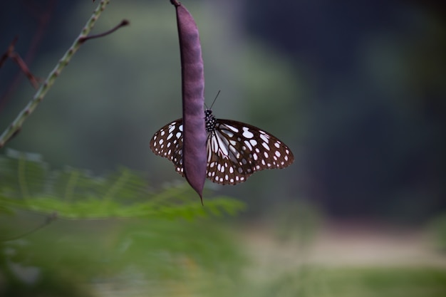 Farfalla sulla pianta del fiore