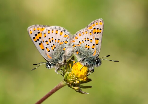 Farfalla sulla pianta, fiore in natura. Animali selvatici.