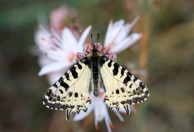 Farfalla sulla pianta, fiore in natura. Animali selvatici.