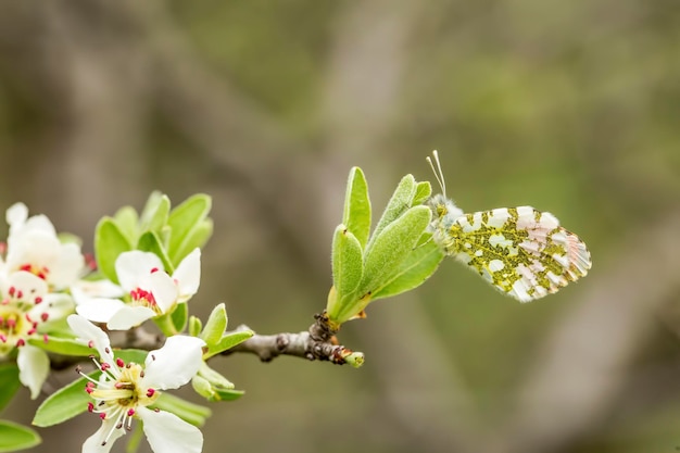 Farfalla sulla pianta, fiore in natura. Animali selvatici.