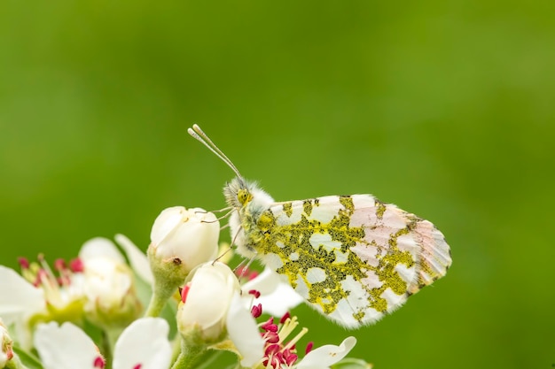 Farfalla sulla pianta, fiore in natura. Animali selvatici.