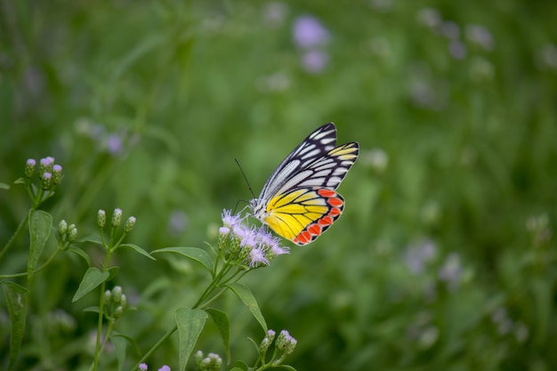 Farfalla Sulla Pianta Fiore