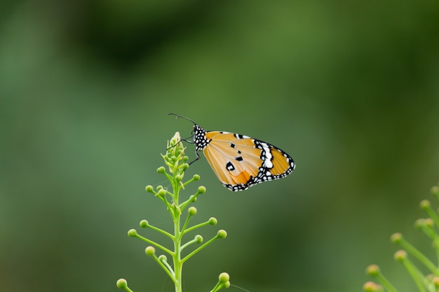 Farfalla Sulla Pianta Fiore