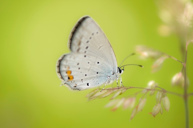 Farfalla sulla pianta sul verde