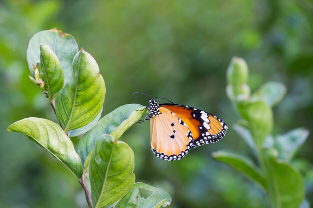 Farfalla sulla pianta