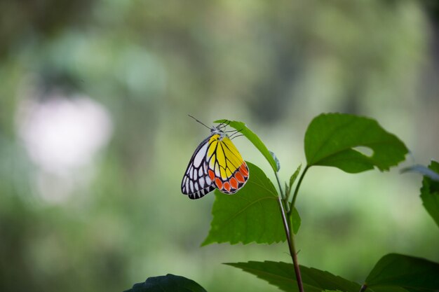 Farfalla sulla pianta