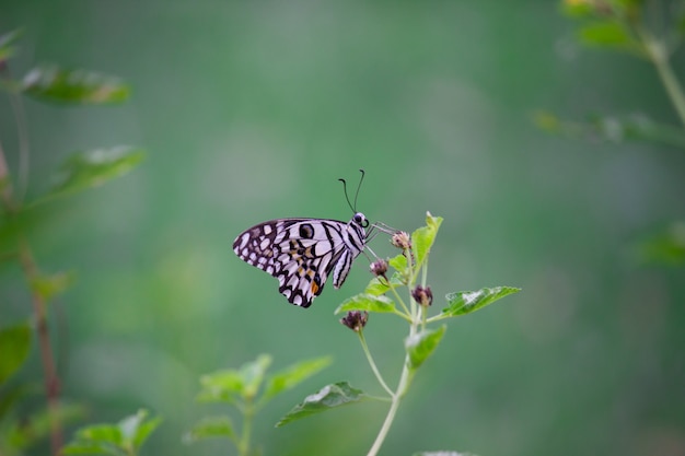 Farfalla sulla pianta