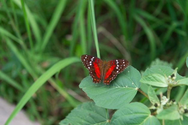 Farfalla sulle foglie farfalla colore rosso farfalla esotica farfalla insetto in natura