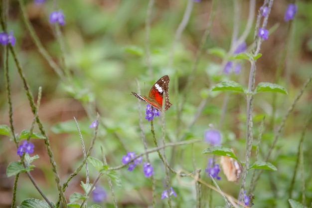 Farfalla sulle foglie in mezzo alla natura meravigliosa