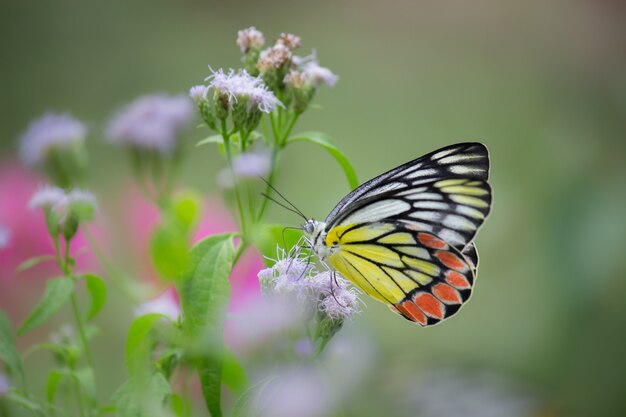 Farfalla sulle piante da fiore