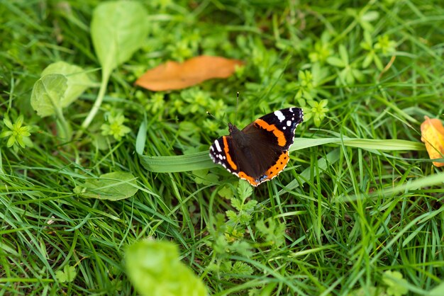 Farfalla sullo sfondo dell'erba di salamoia