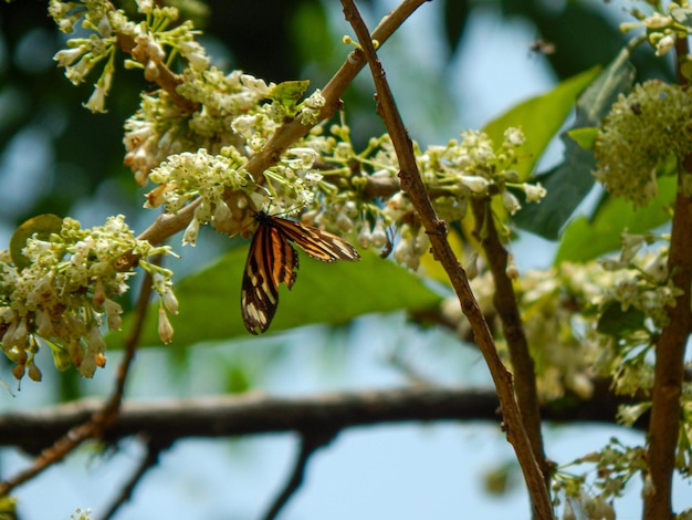 Farfalla tigre in natura