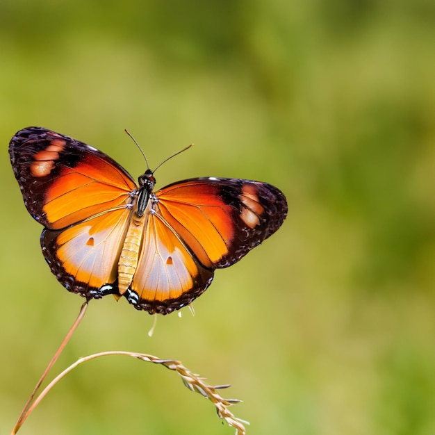 Farfalla tigre semplice in habitat tropicale