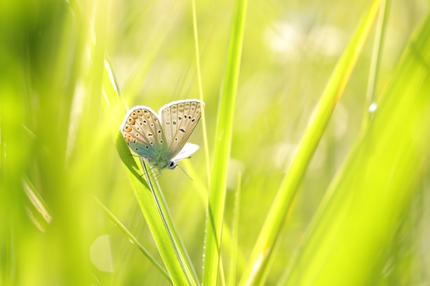 Farfalla tra l'erba verde fresca al sole