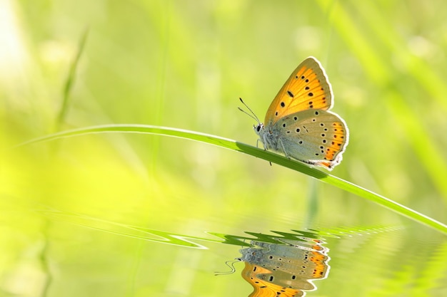 Farfalla tra l'erba verde fresca al sole