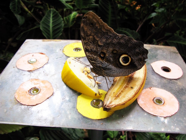 farfalla tropicale Caligo mangia frutta banana sul tavolo nella casa delle farfalle. Allevamento di farfalle, insetti