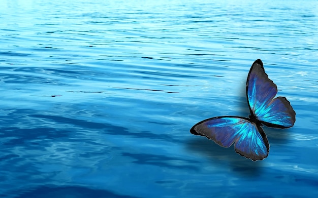 Farfalla tropicale colorata su uno sfondo di acqua blu