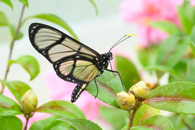 Farfalla tropicale variopinta tra camelie